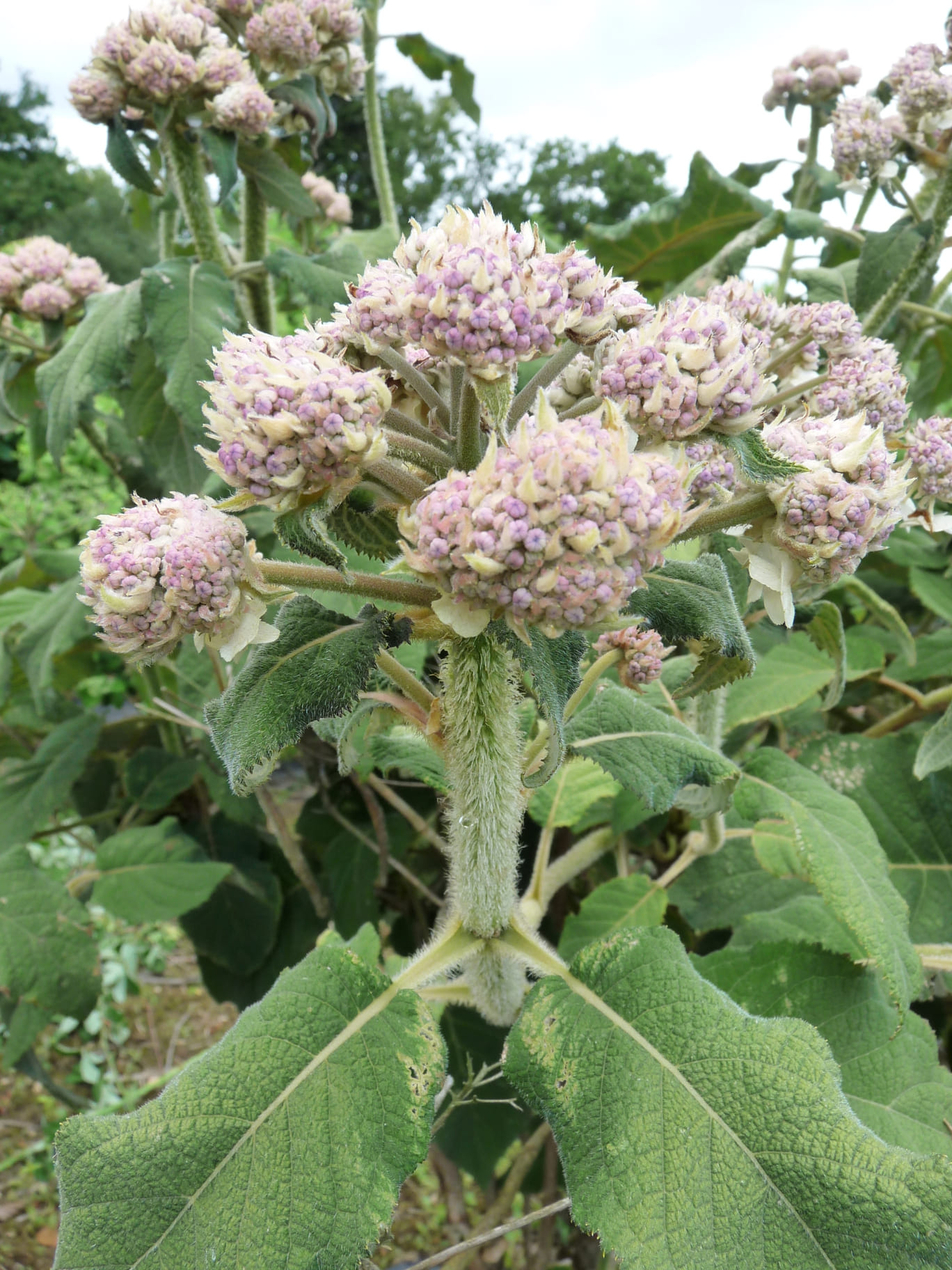 Les Hortensias du Haut Bois Sargentiana hortensia aspera godet