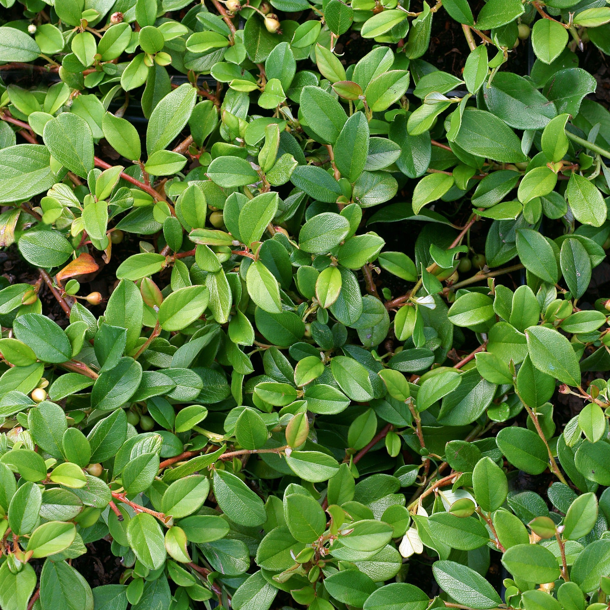 Bakker Cotonéaster de Dammer arbuste pot 1.5L 30-40cm vert