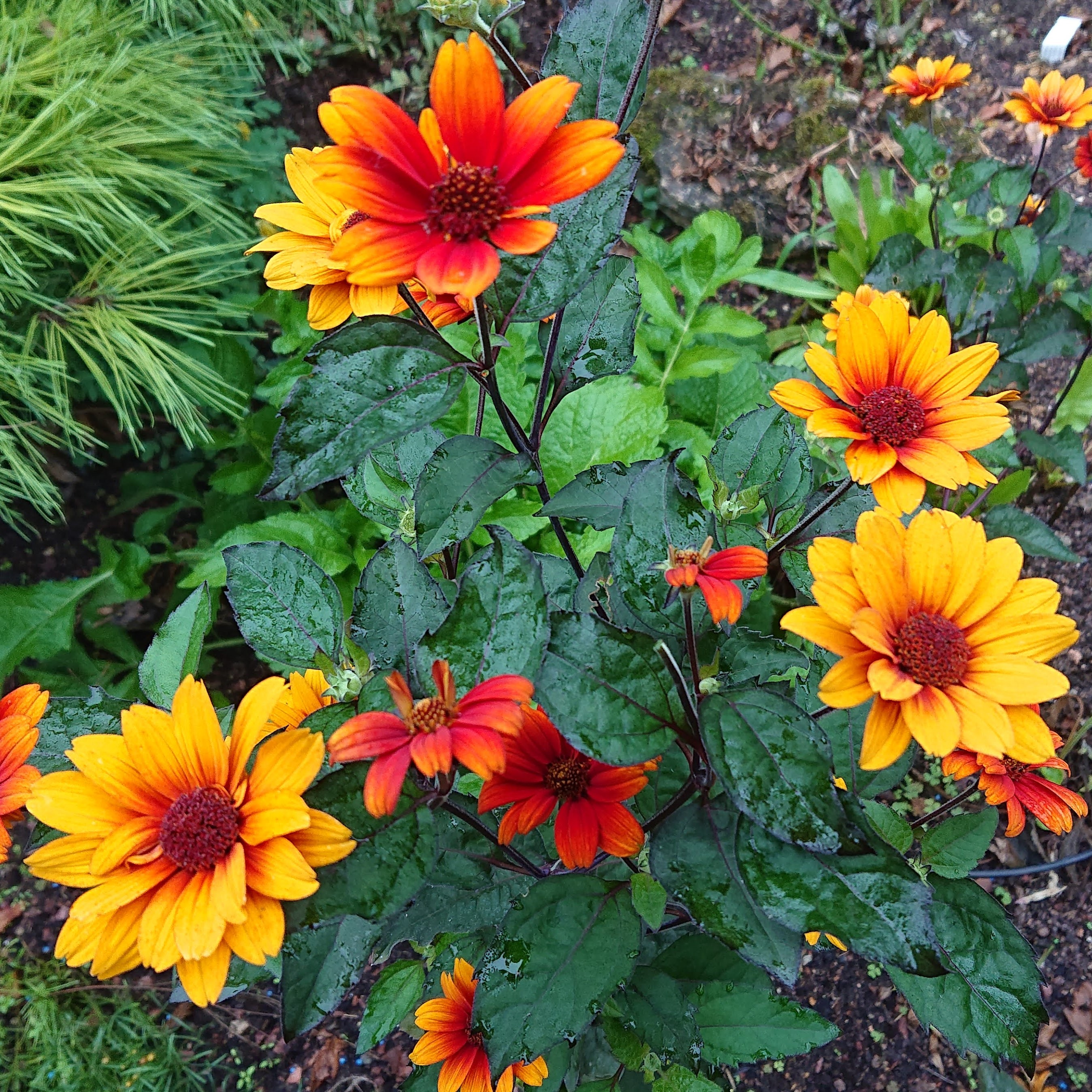 Passion Vivaces Heliopsis Bleeding Hearts plante pot 1 litre cuivré