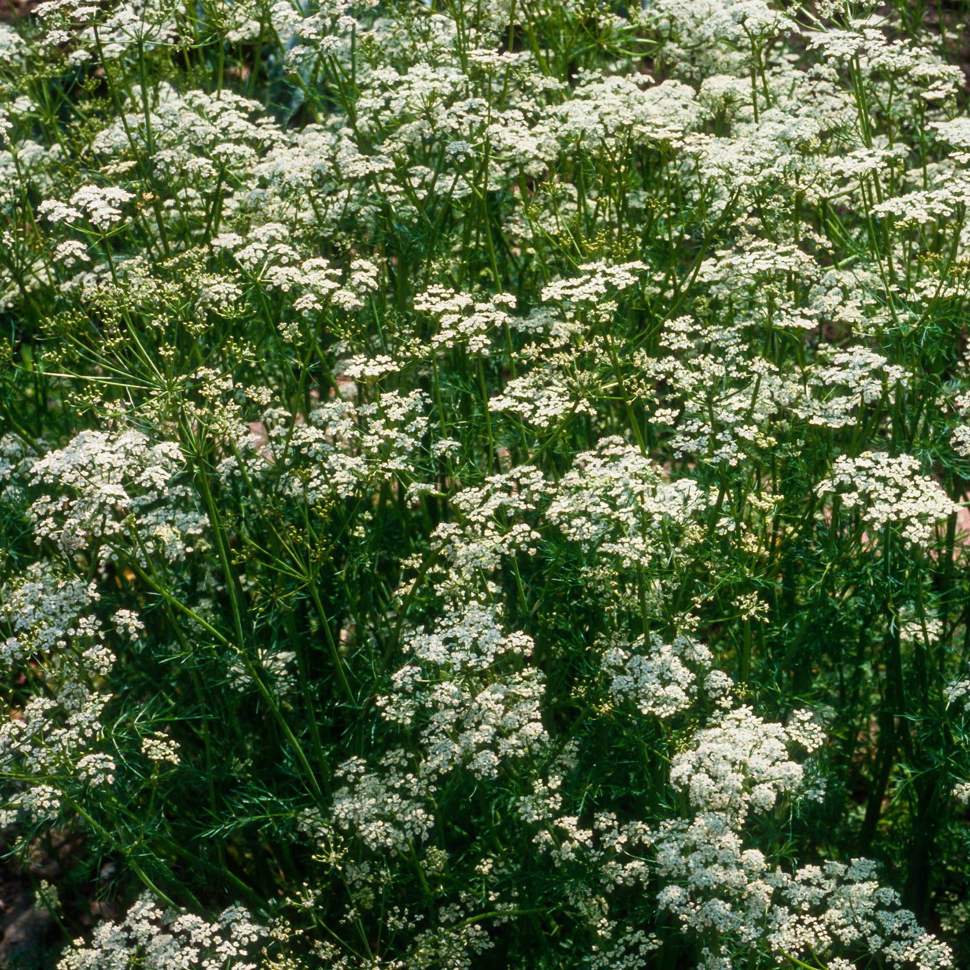 Bakker Cumin des prés Carvi plante aromatique pot Ø 9cm comestible