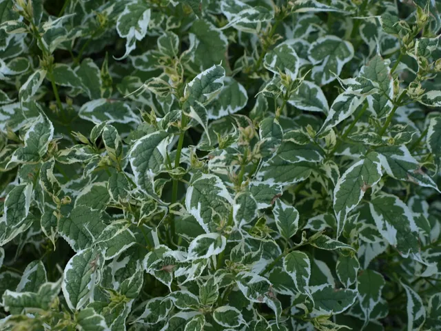 Passion Vivaces Caryopteris Snow Fairy plante pot 1L panaché bleu