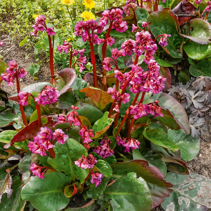 Bakker Bergénia Abendglut cordifolia fuchsia pot Ø 9cm