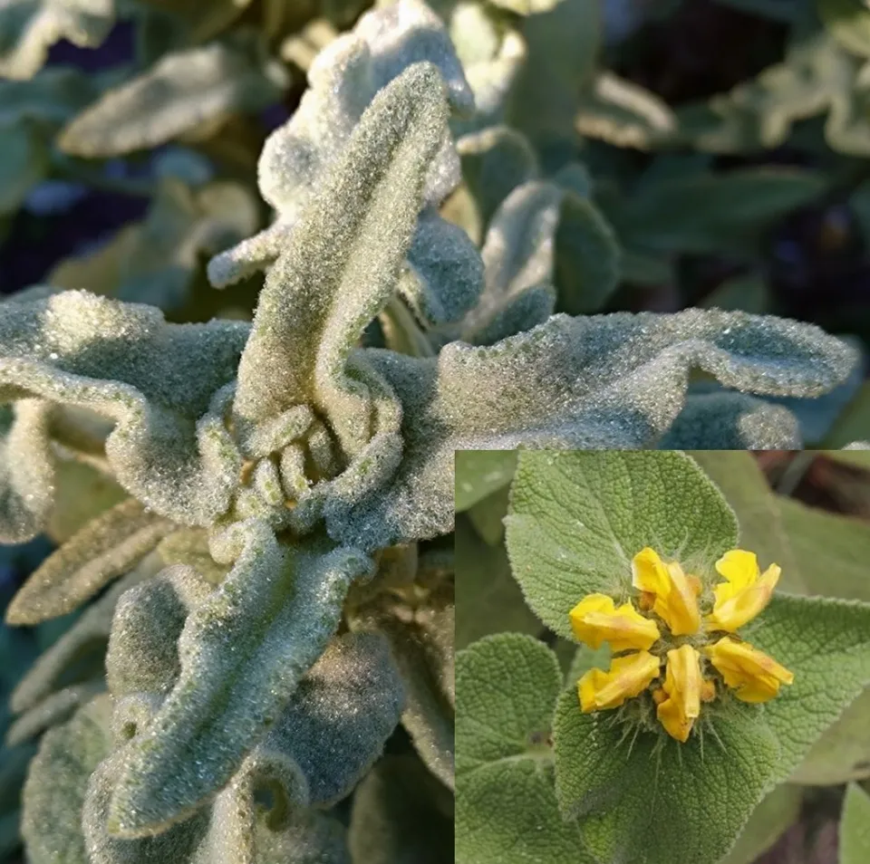 Passion Vivaces Phlomis bourgaei plante jaune persistant