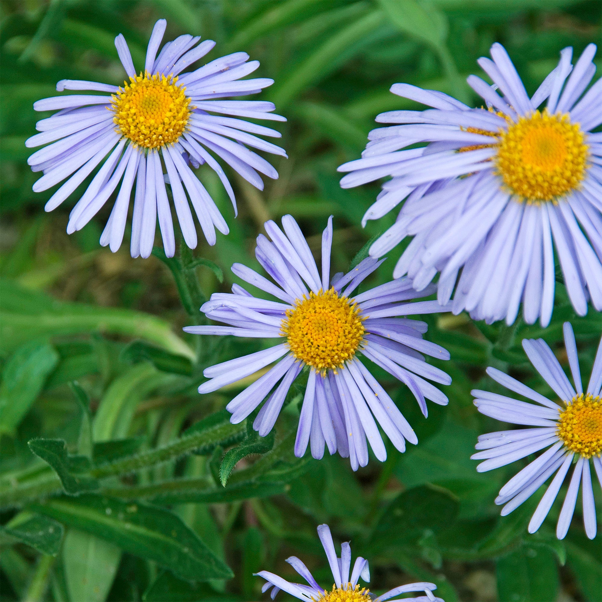 Bakker Wartburgstern aster printemps vivace pot 9cm violet