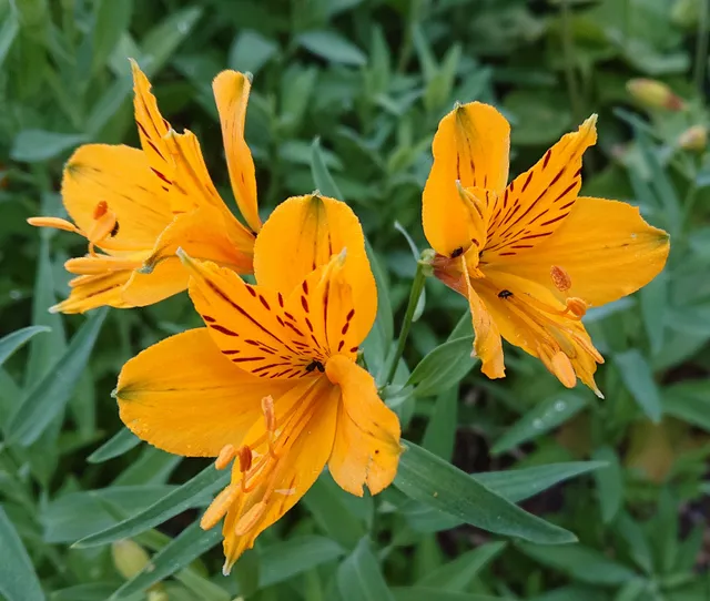 Passion Vivaces Alstroemeria aurantiaca lys des Incas jaune orangé rustique
