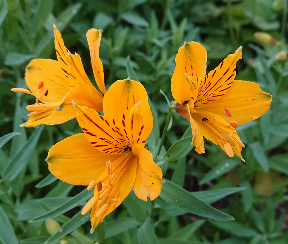Passion Vivaces Alstroemeria aurantiaca lys des Incas jaune orangé rustique