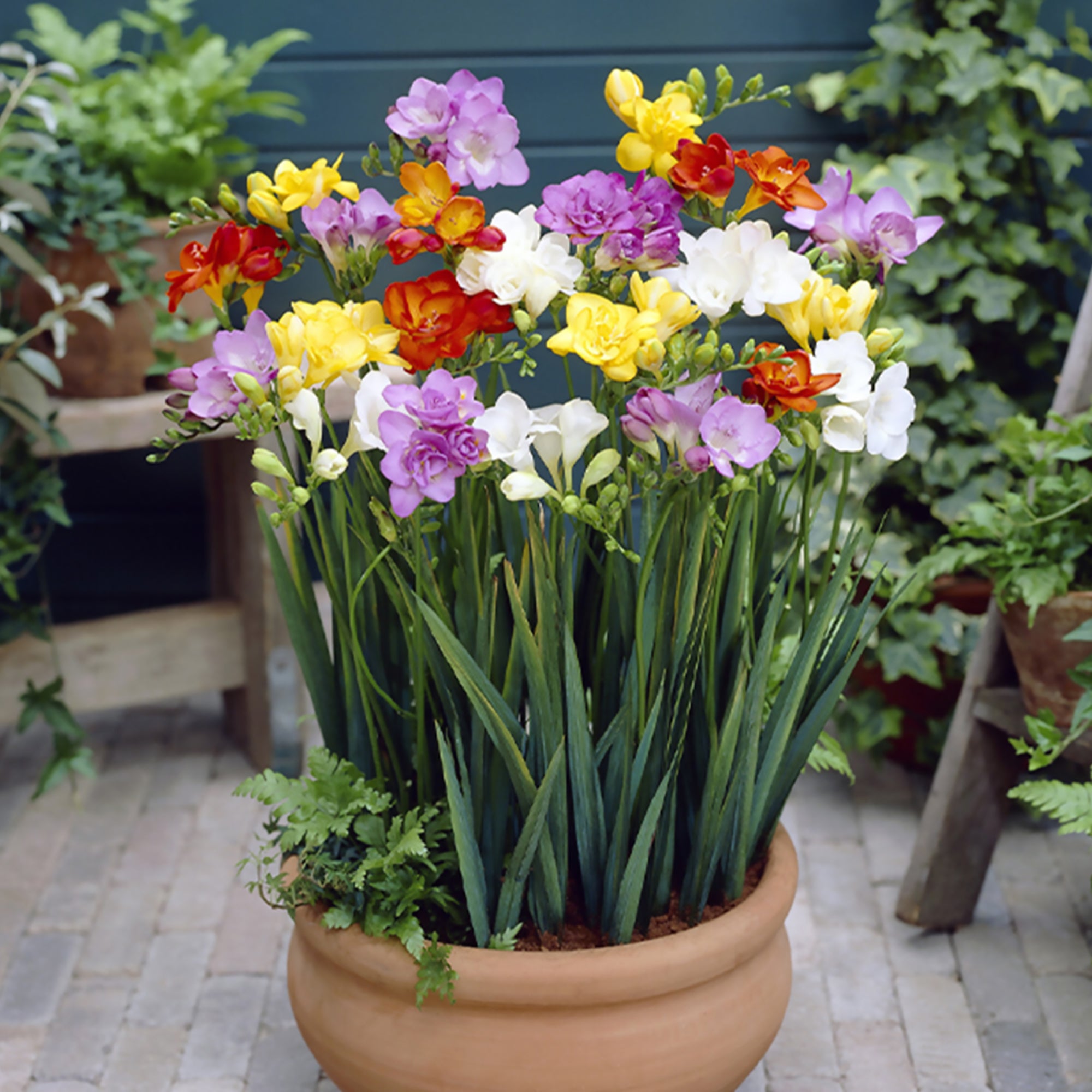 Bakker Freesias doubles mélange sachet 25 bulbes parfumé