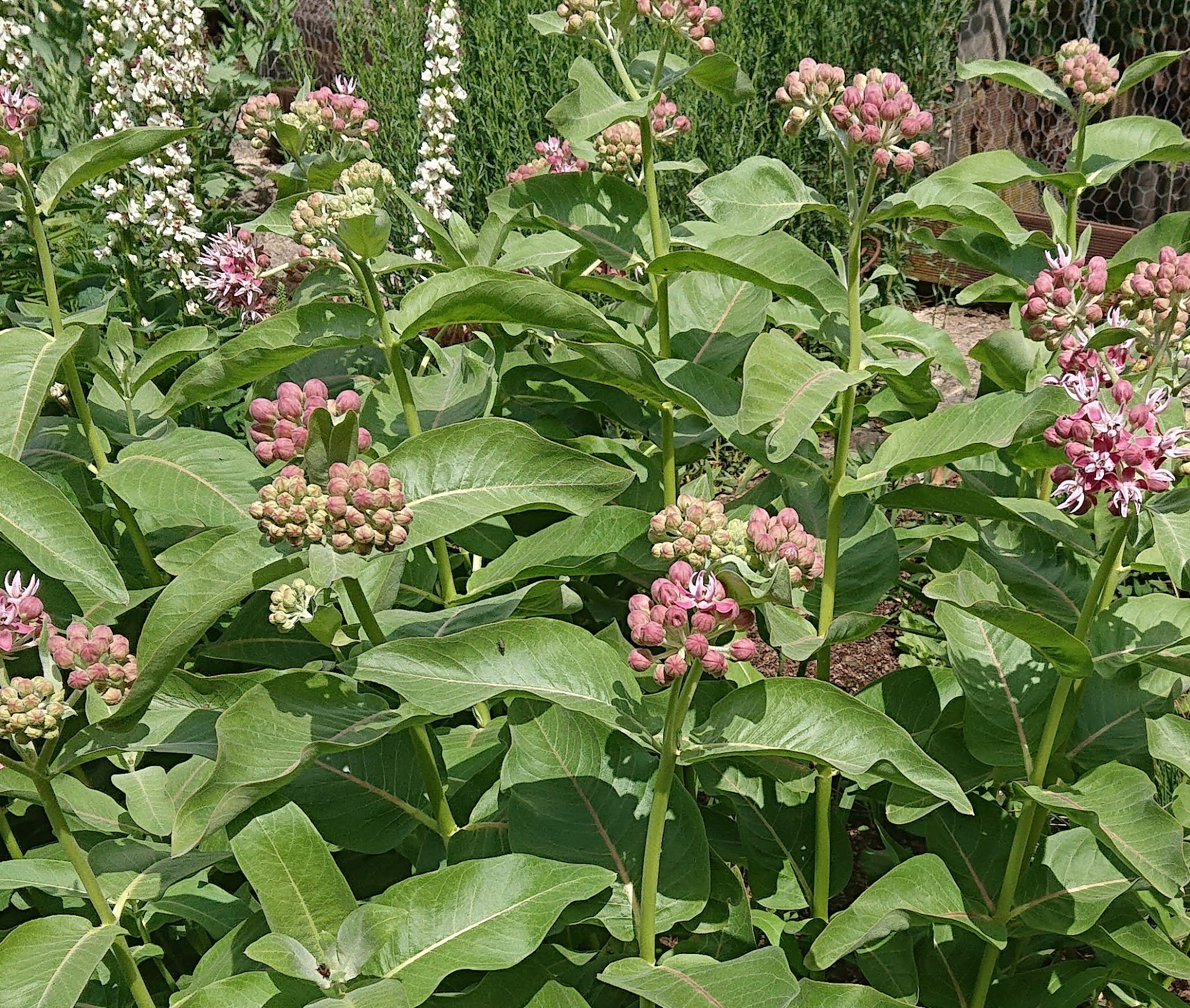 Passion Vivaces Asclepias speciosa plante vivace godet fleurs roses