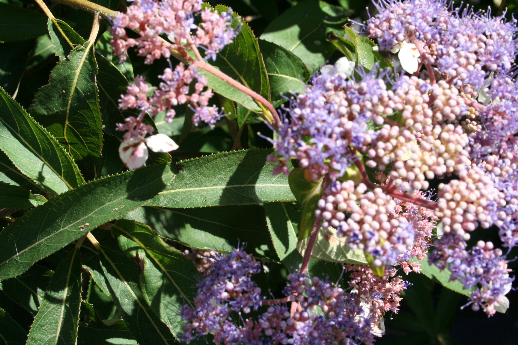 Les Hortensias du Haut Bois Antony Bullivant hortensia aspera godet ombre