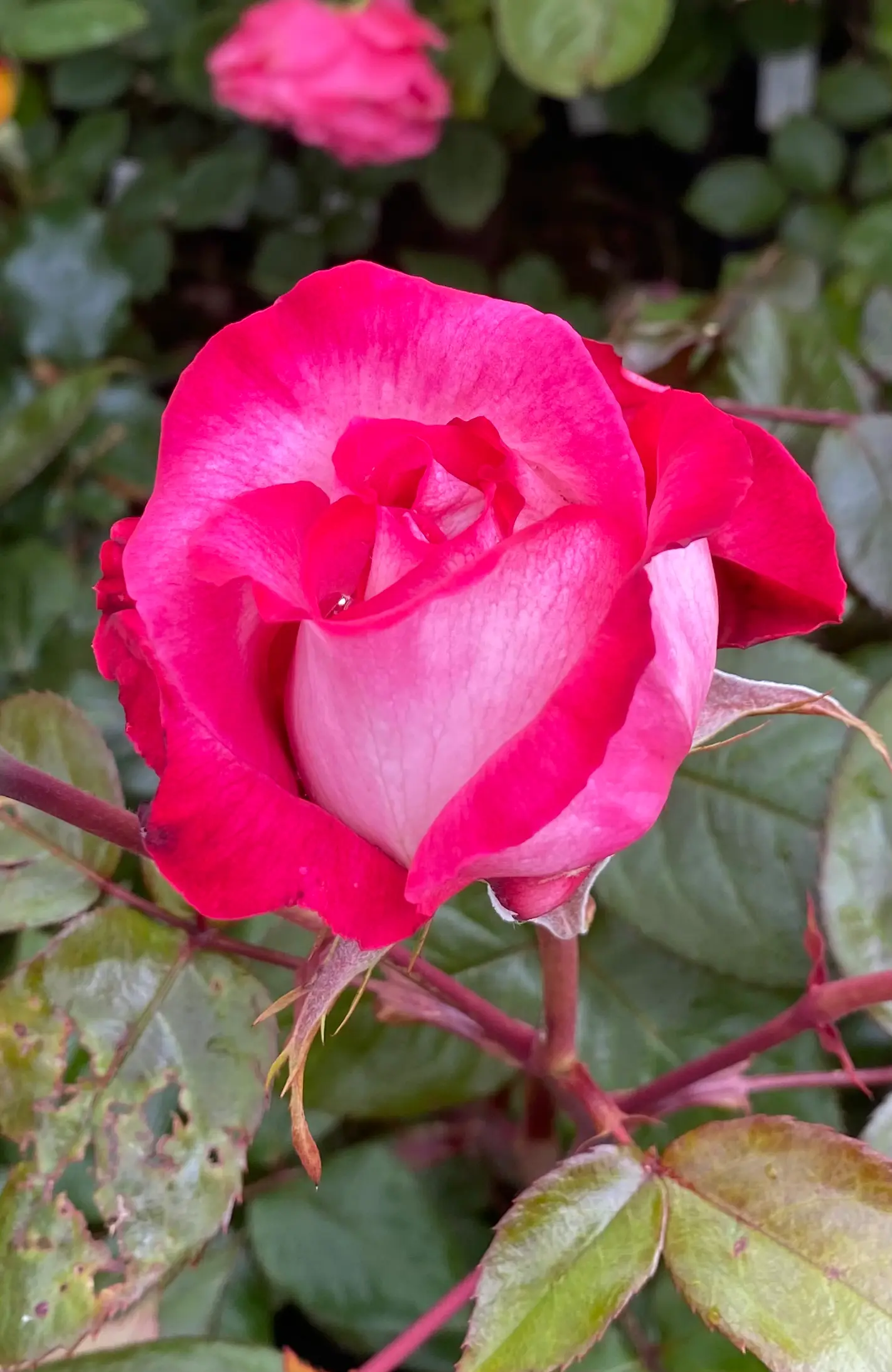 Michel Adam Pascal Sevran rosier buisson blanc ourlé rouge