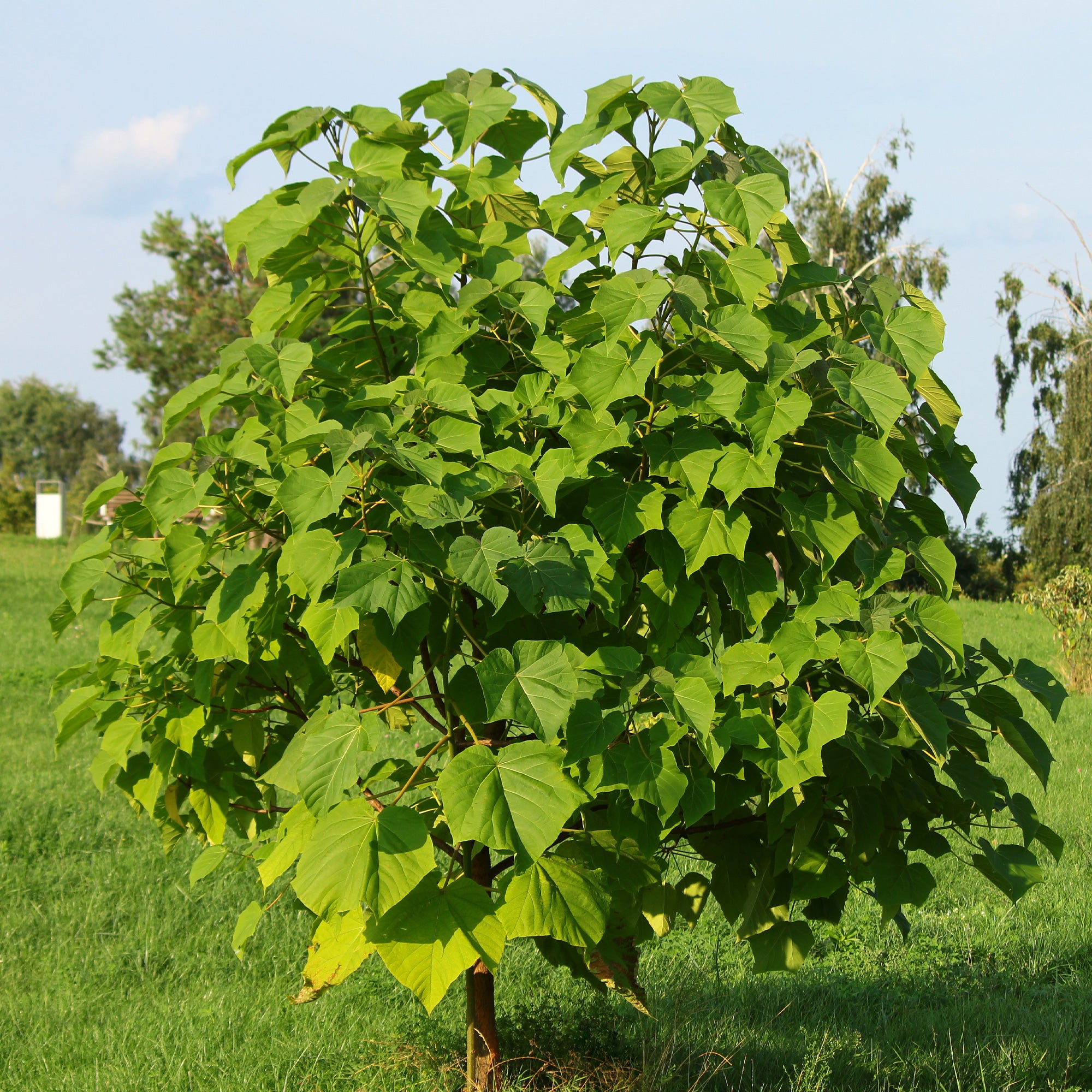 Bakker Paulownia Arbre impérial pot 2L violet
