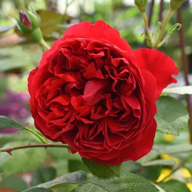 Bakker Florentina rosier grimpant pot 4L fleurs rouges