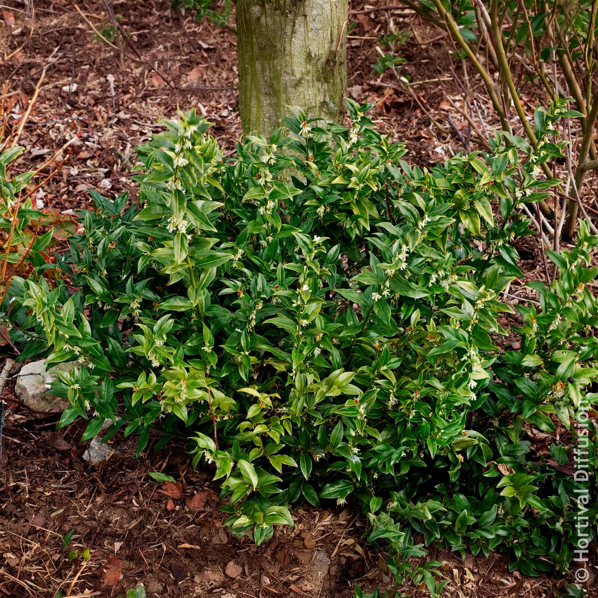 Bakker Sarcocoque Sarcococca arbuste d'ombre parfumé 4,5 L