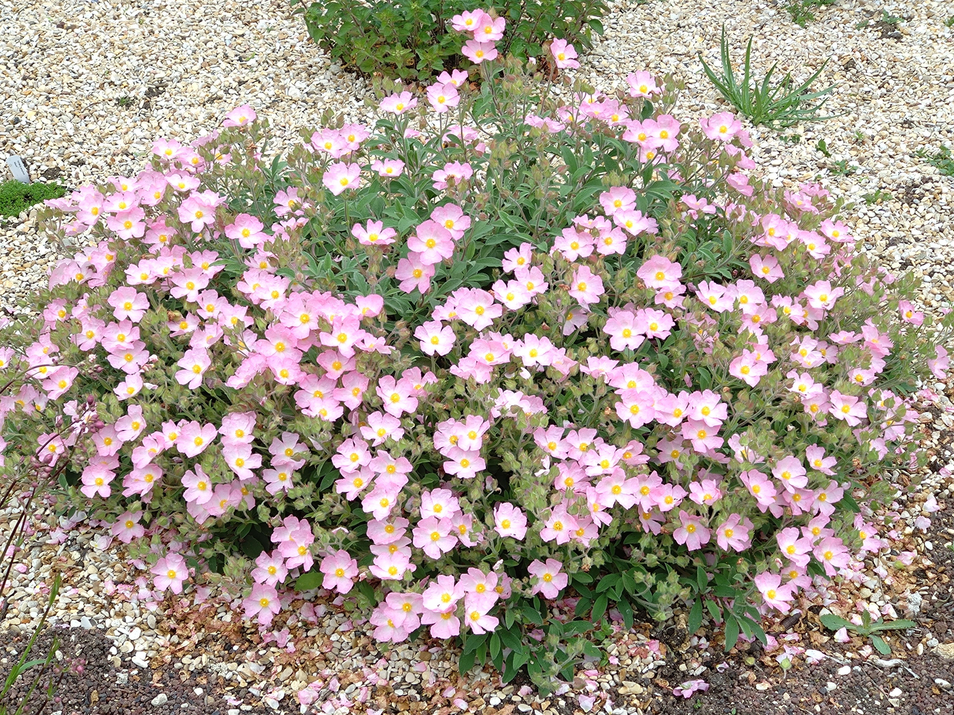 Passion Vivaces Cistus ciste arbustif 1L résistant sécheresse