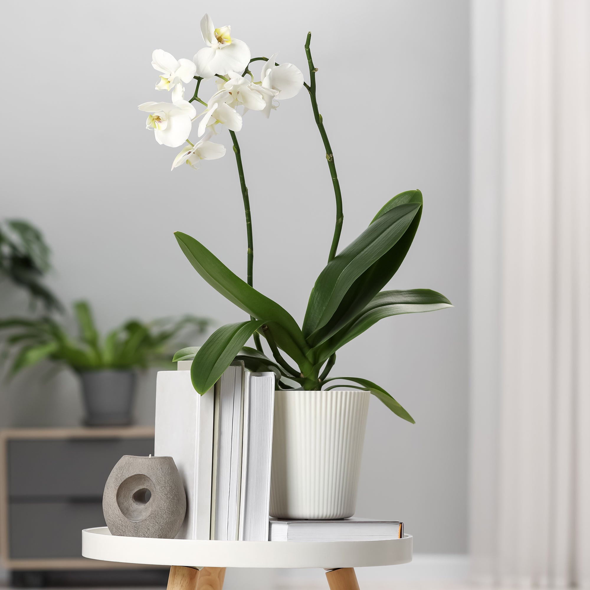 Bakker Orchidée blanche Phalaenopsis pot 12cm 40-50cm