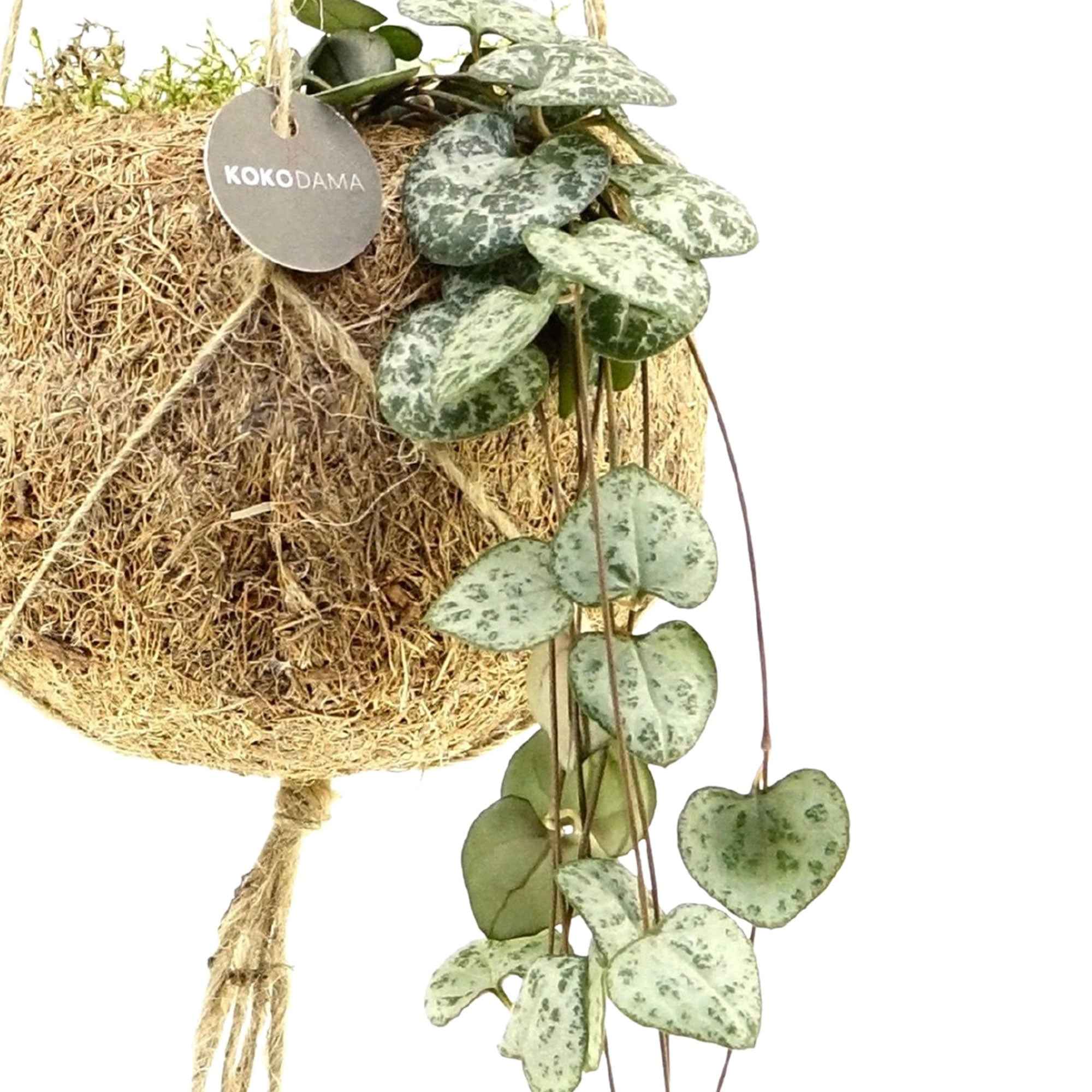 Bakker Ceropegia chaîne cœurs pot coco Ø12cm 20-30cm