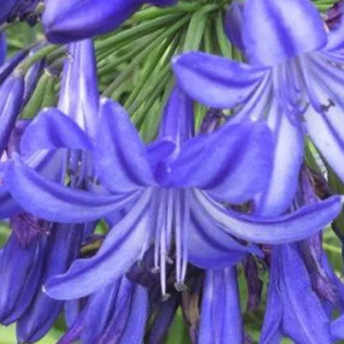 Bakker Agapanthe Northern Star plante vivace pot Ø 9cm bleue