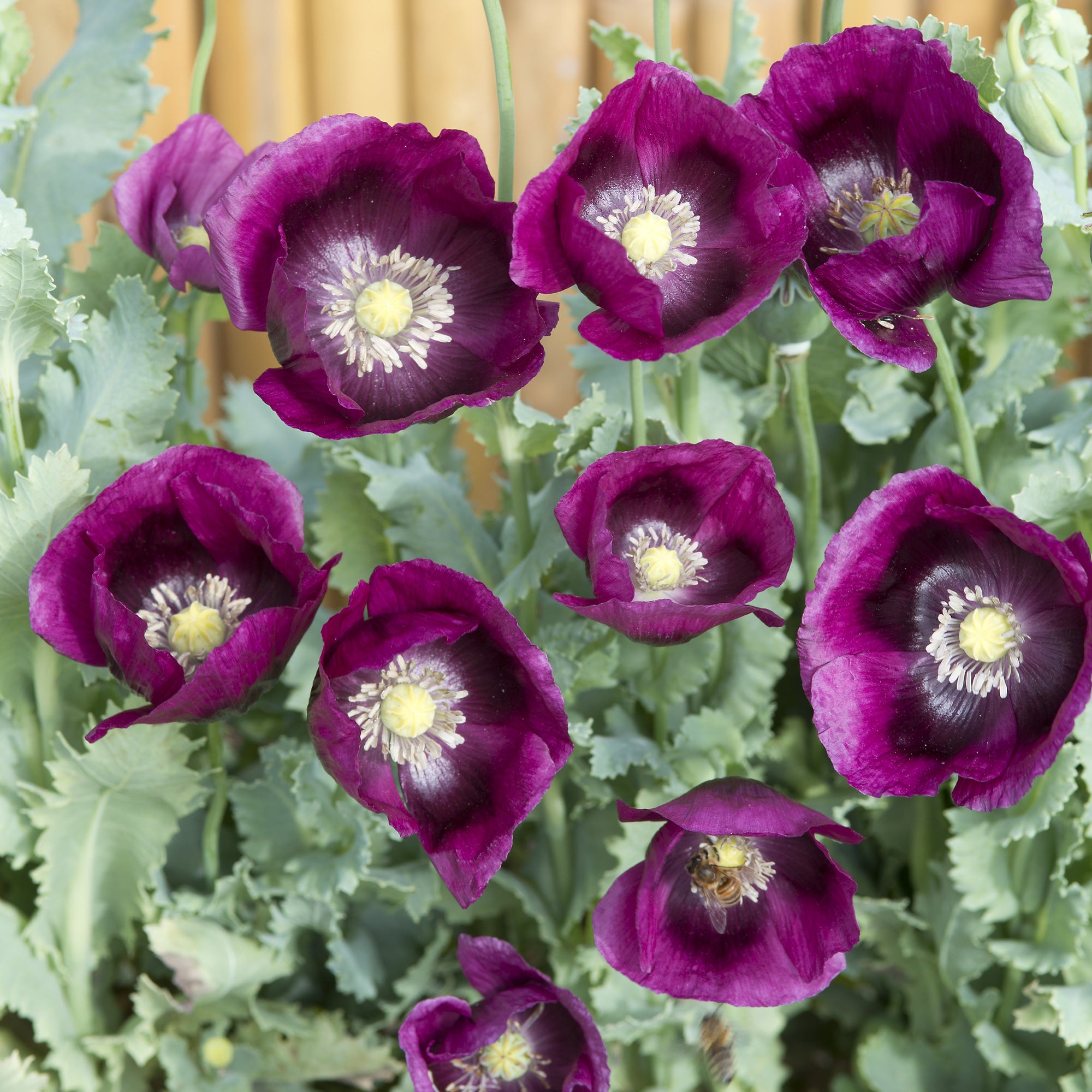 Bakker Pavot Lauren's Grape annuel sachet 1 g violet