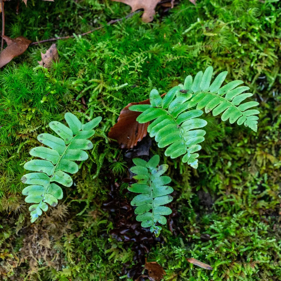 Bakker Fougère de Noël plante vivace pot 9cm persistante