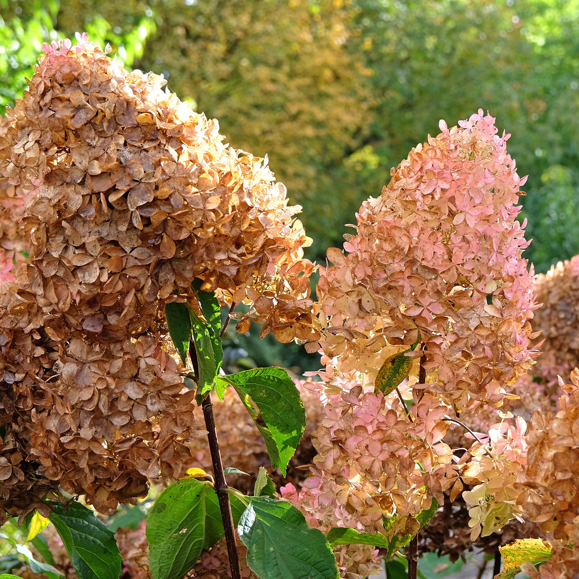 Bakker Phantom hortensia paniculé blanc crème pot 3L
