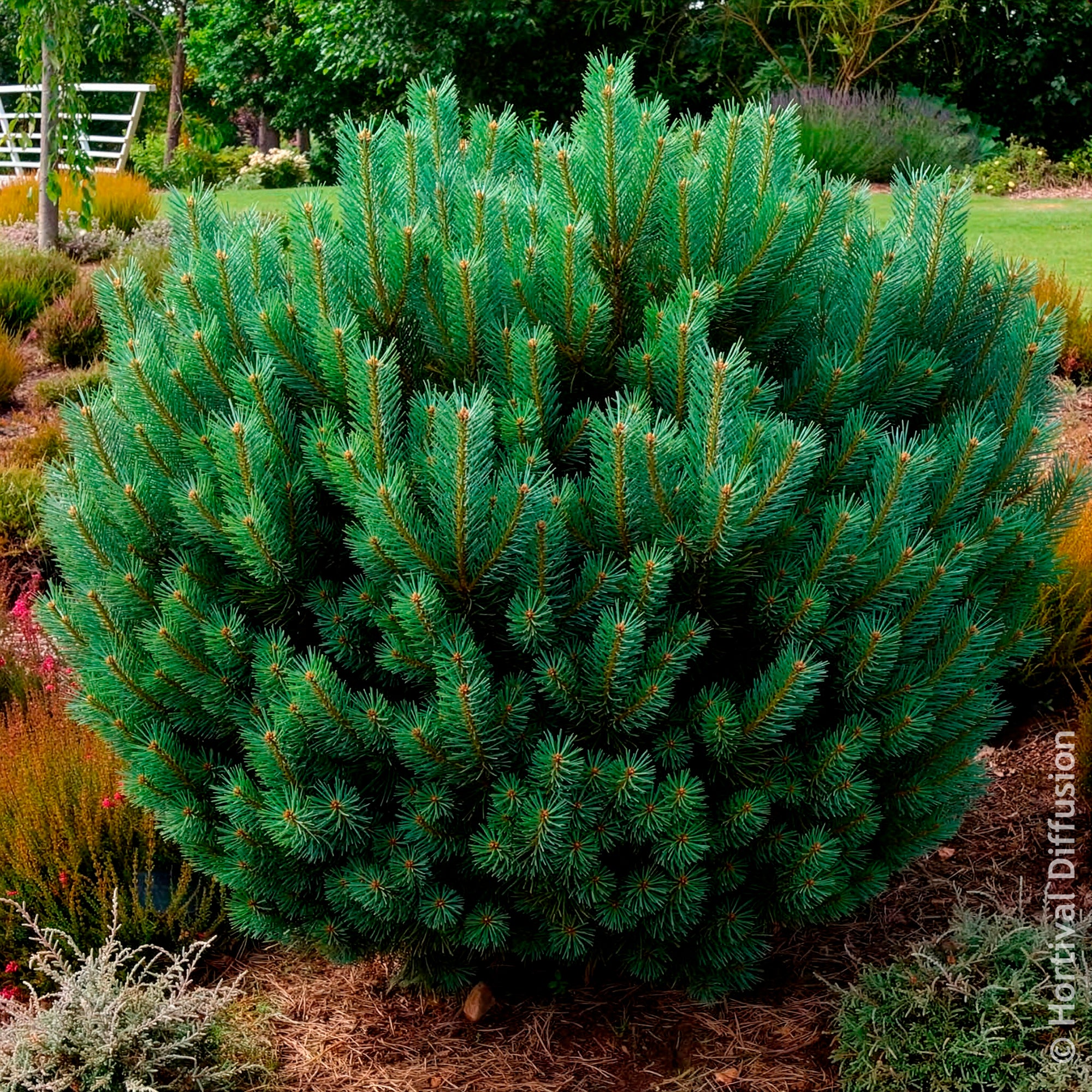 Bakker Watereri pin sylvestre bleu pot 4.5L persistant