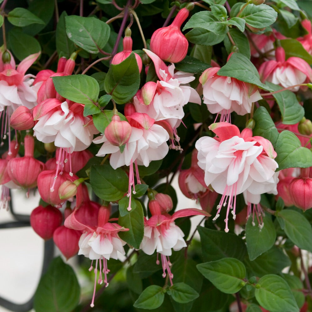 Bakker Terrasses Fuchsia Swingtime retombant 3 pots blanc