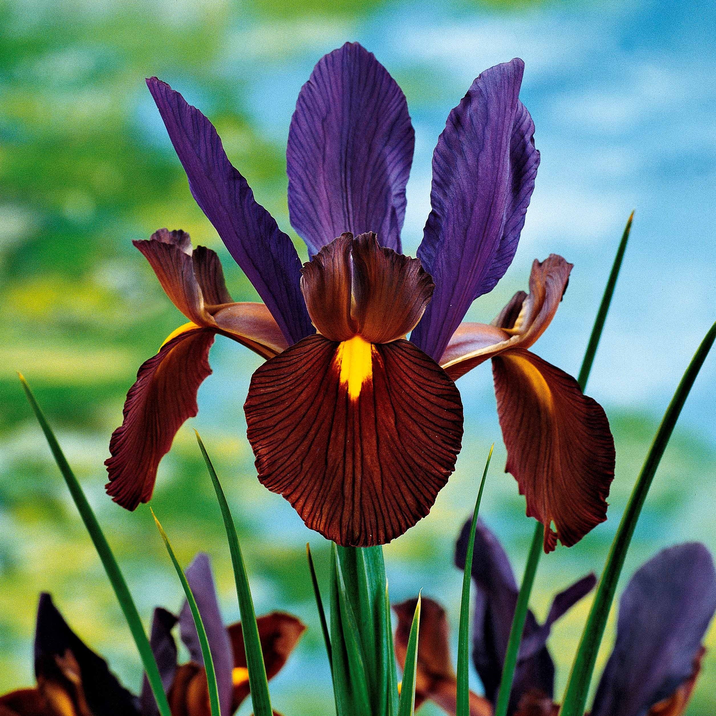 Bakker Bulbes à fleurs Iris de Hollande mélange bulbes sachet 40