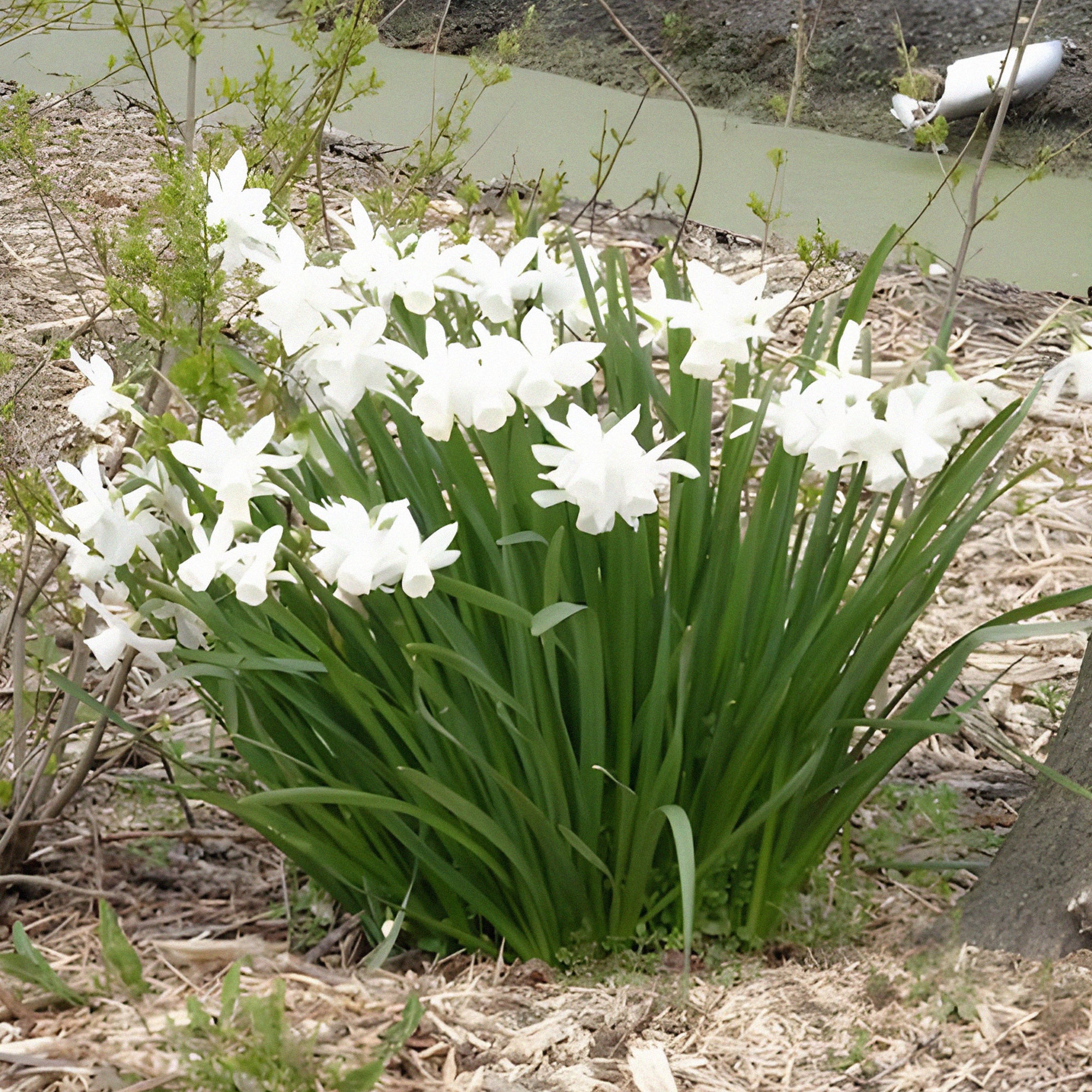 Bakker Bulbes à fleurs Narcisse Thalia bulbe blanc sachet 7