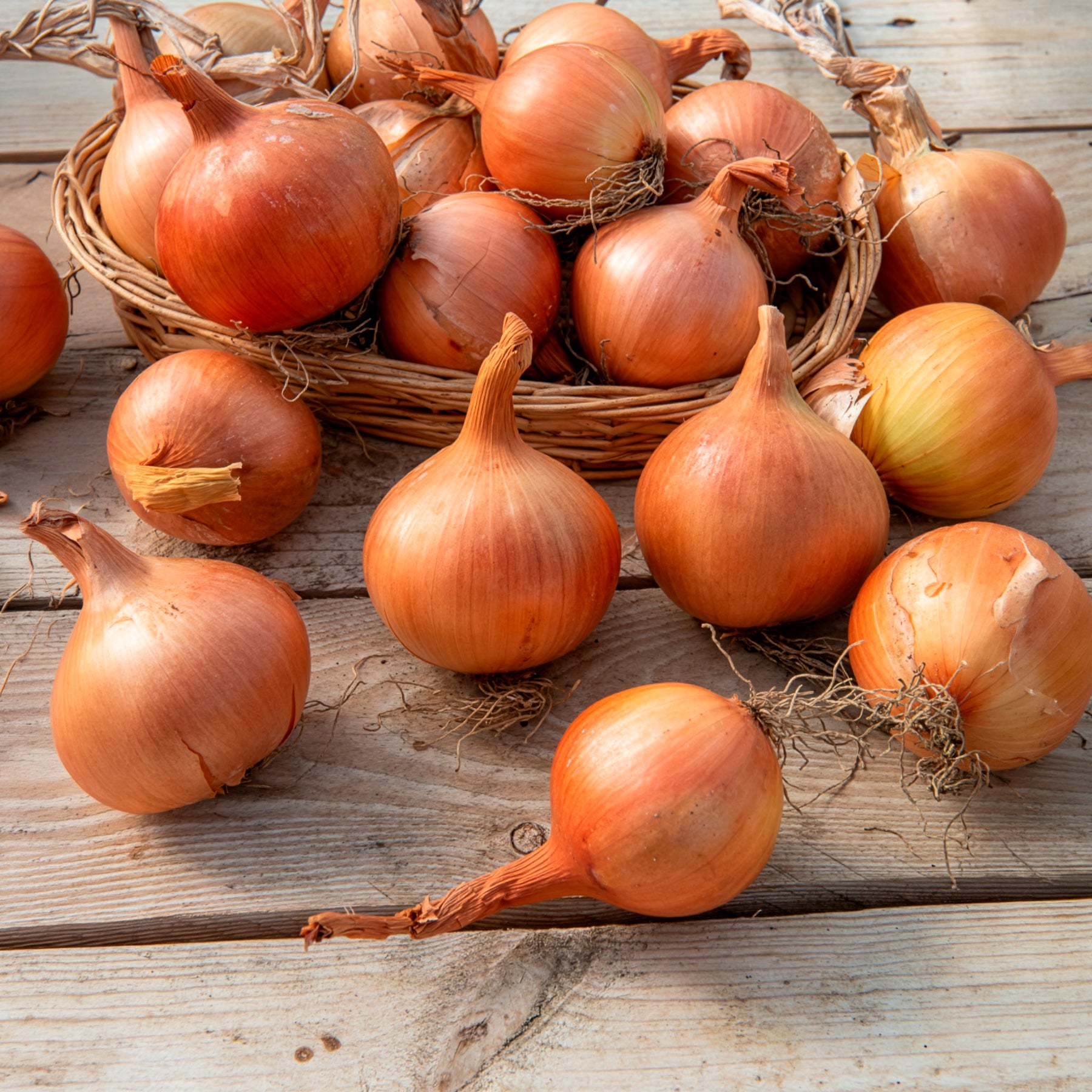 Bakker Potager Oignon jaune Sturon Bio graines sachet 0,8g garde