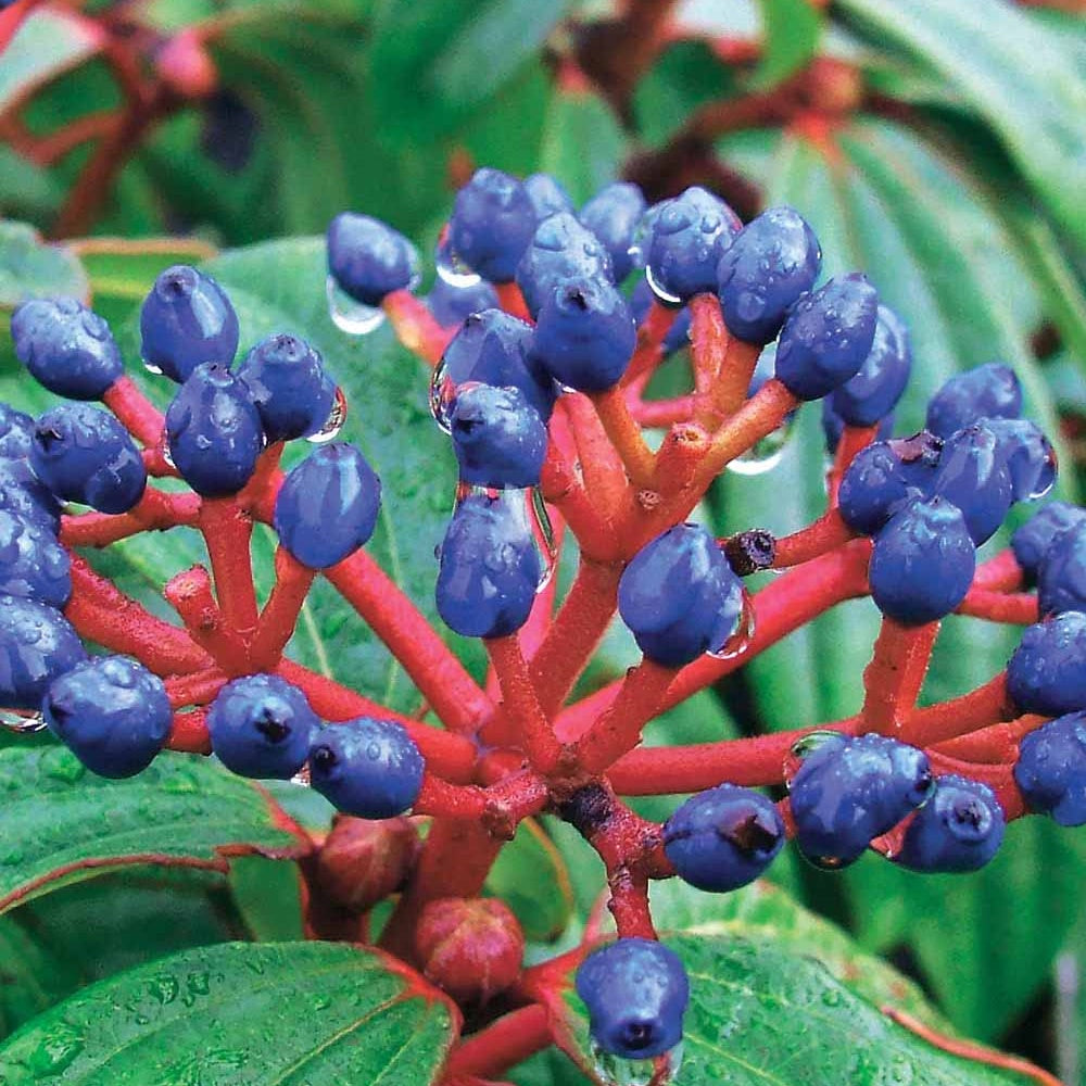 Bakker Davidii viorne arbuste pot 2L baies bleues
