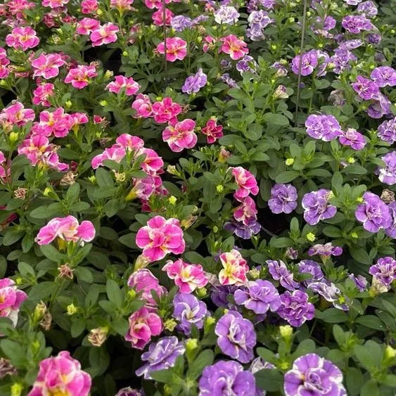 Bakker Mini-pétunia Double Loopy 6 pots Ø10,5cm rose