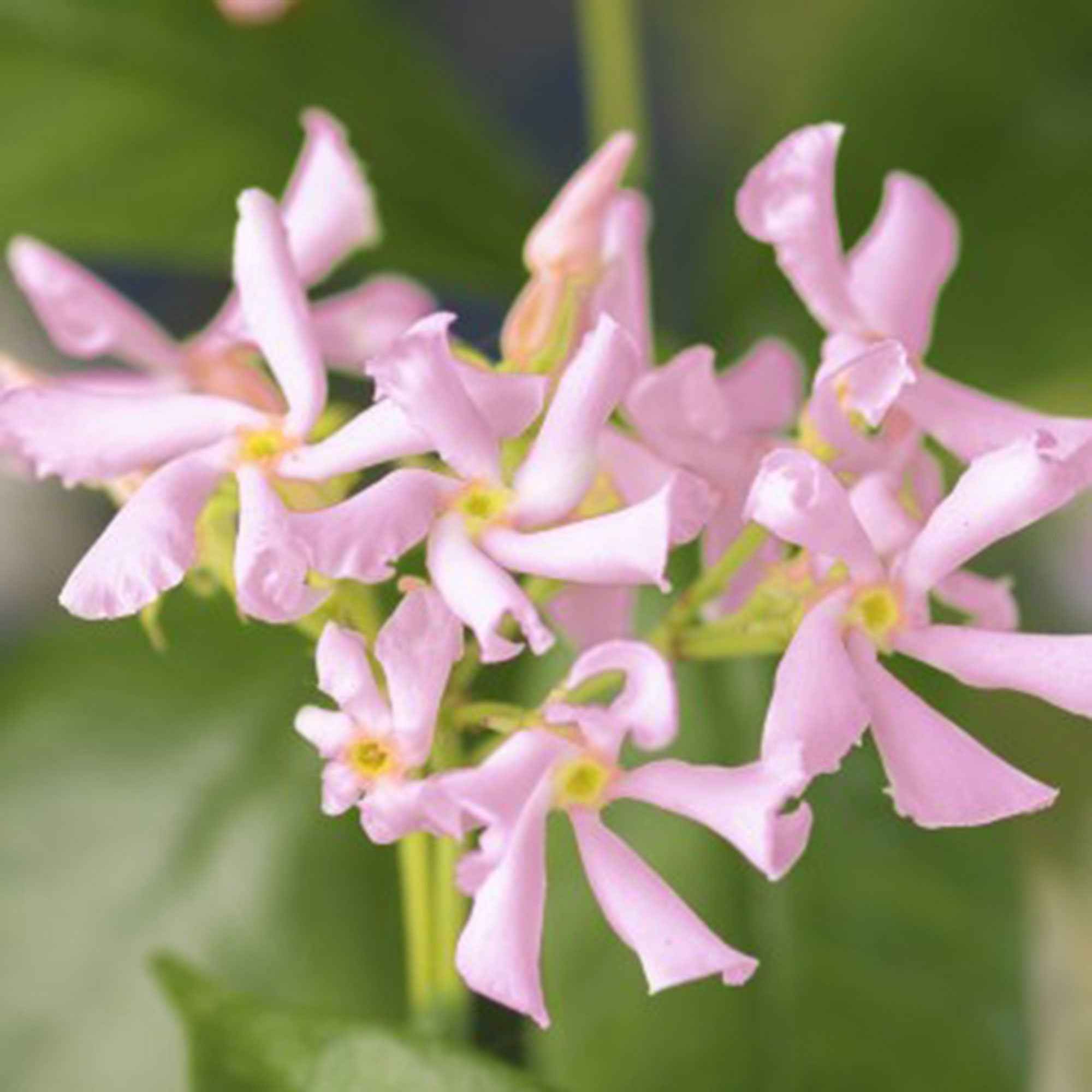 Bakker Jasmin étoilé Star of Ibiza pot 2L 40-50cm rose