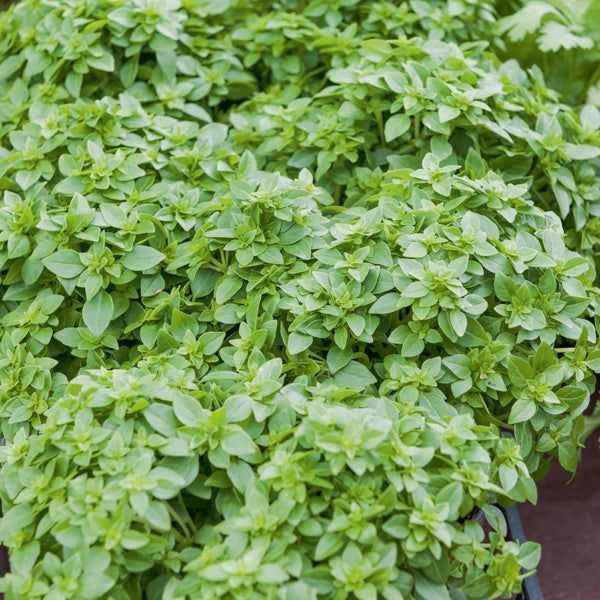 Bakker Fin Vert plant de basilic pot Ø13cm aromatique