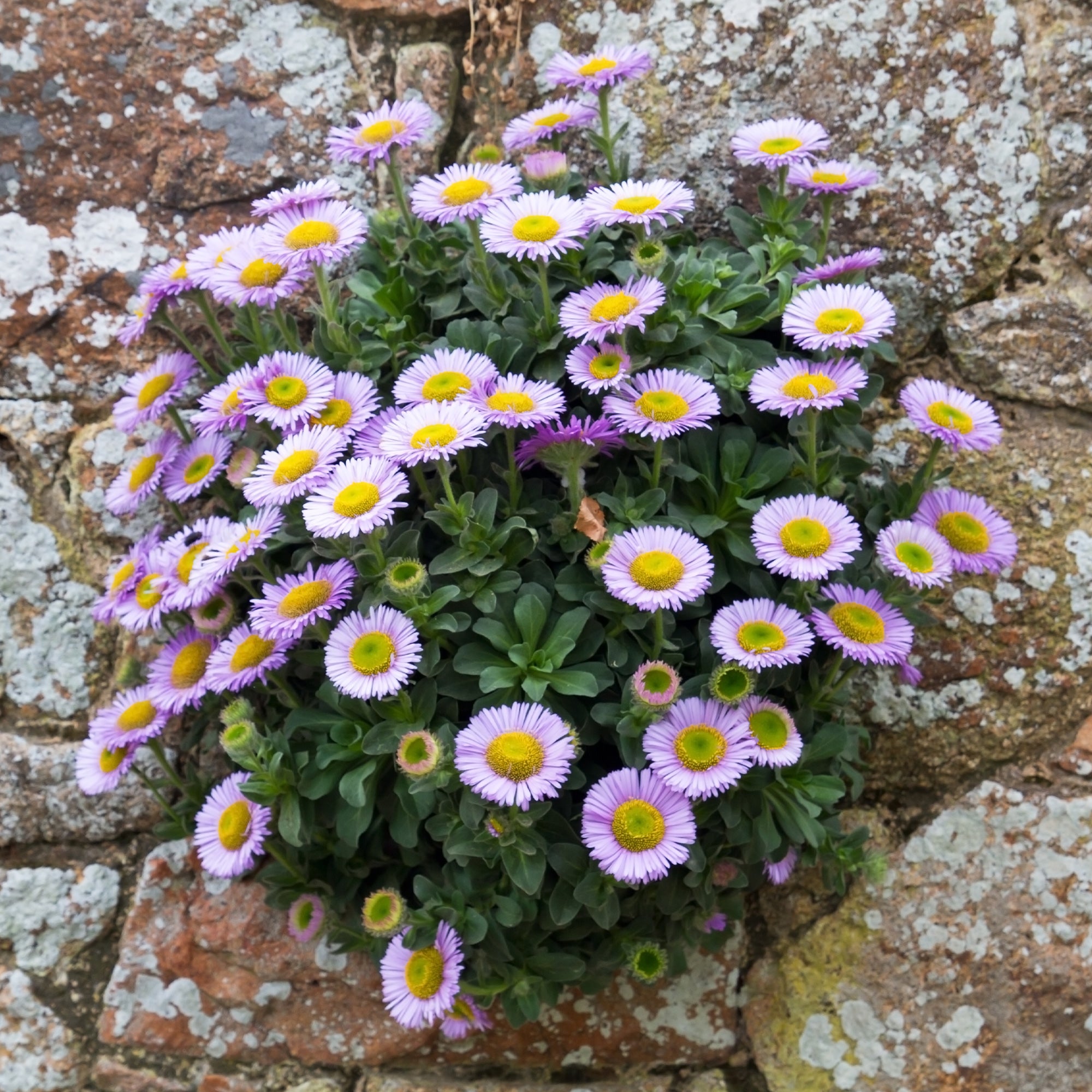 Bakker Vergerette glauque vivace pot 8cm violette