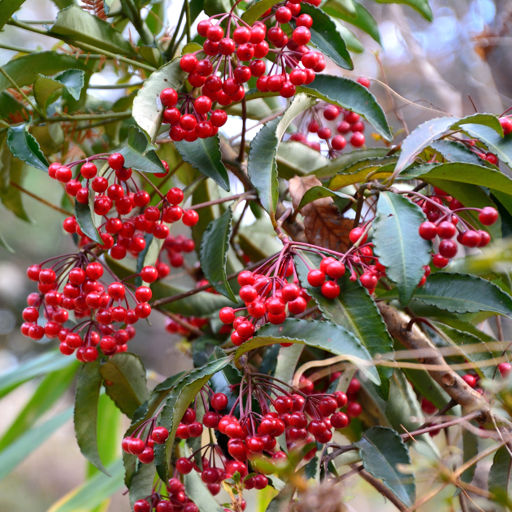 Bakker Bois de Noël Ardisia crenata plante d'intérieur pot Ø14cm baies rouges