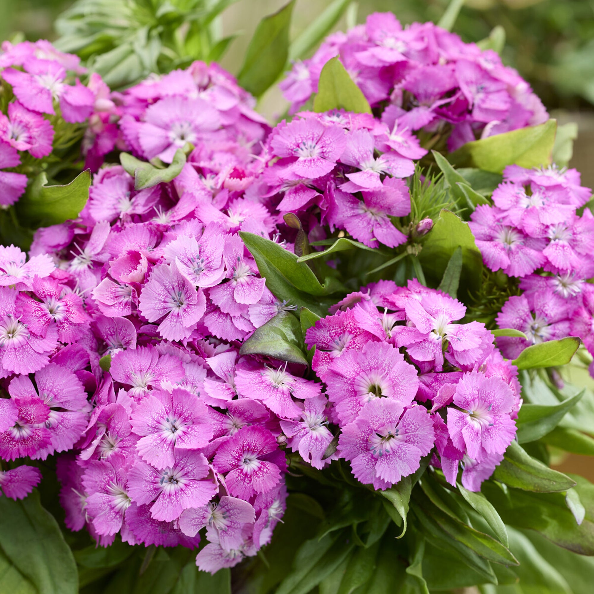 Bakker Œillet Barbarini Pink fleur pot Ø19cm parfumée