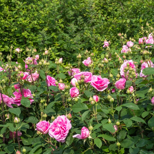 Bakker Rosier Gertrude Jekyll Ausbord pot 4L rose parfumé