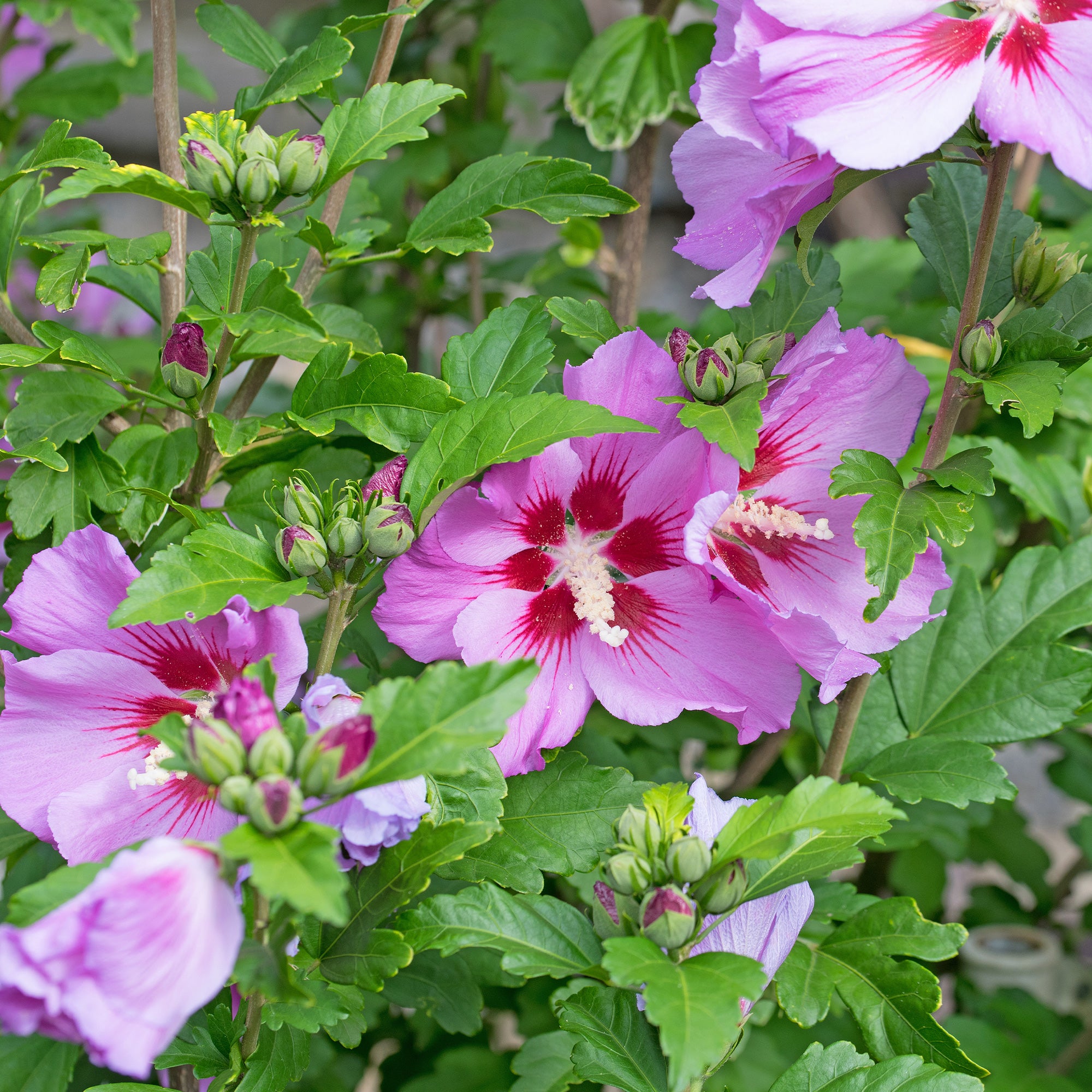 Bakker Flower Tower Purple hibiscus colonnaire violet pot