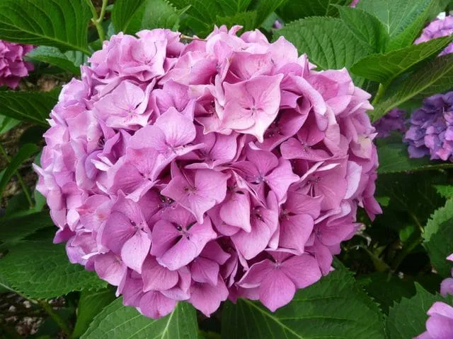 Hortensias du Haut Bois Val du Loir hortensia boule