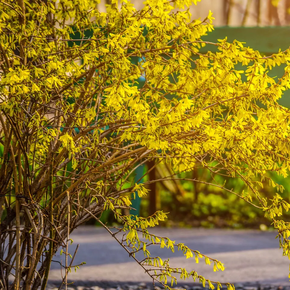 Bakker Spectabilis forsythia arbuste pot 1,5L jaune