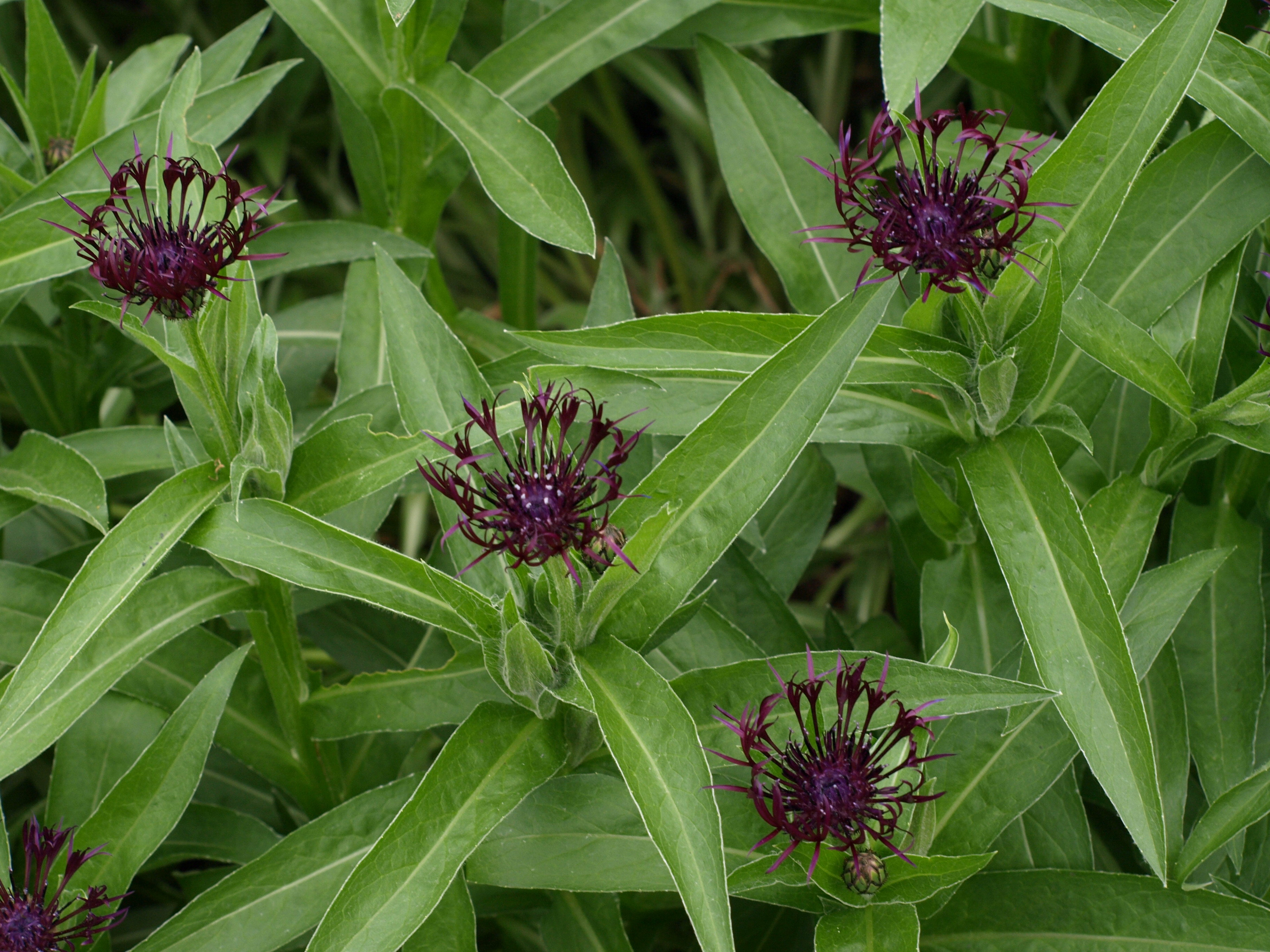 Passion Vivaces Centaurea montana Jordy plante vivace godet bordeaux