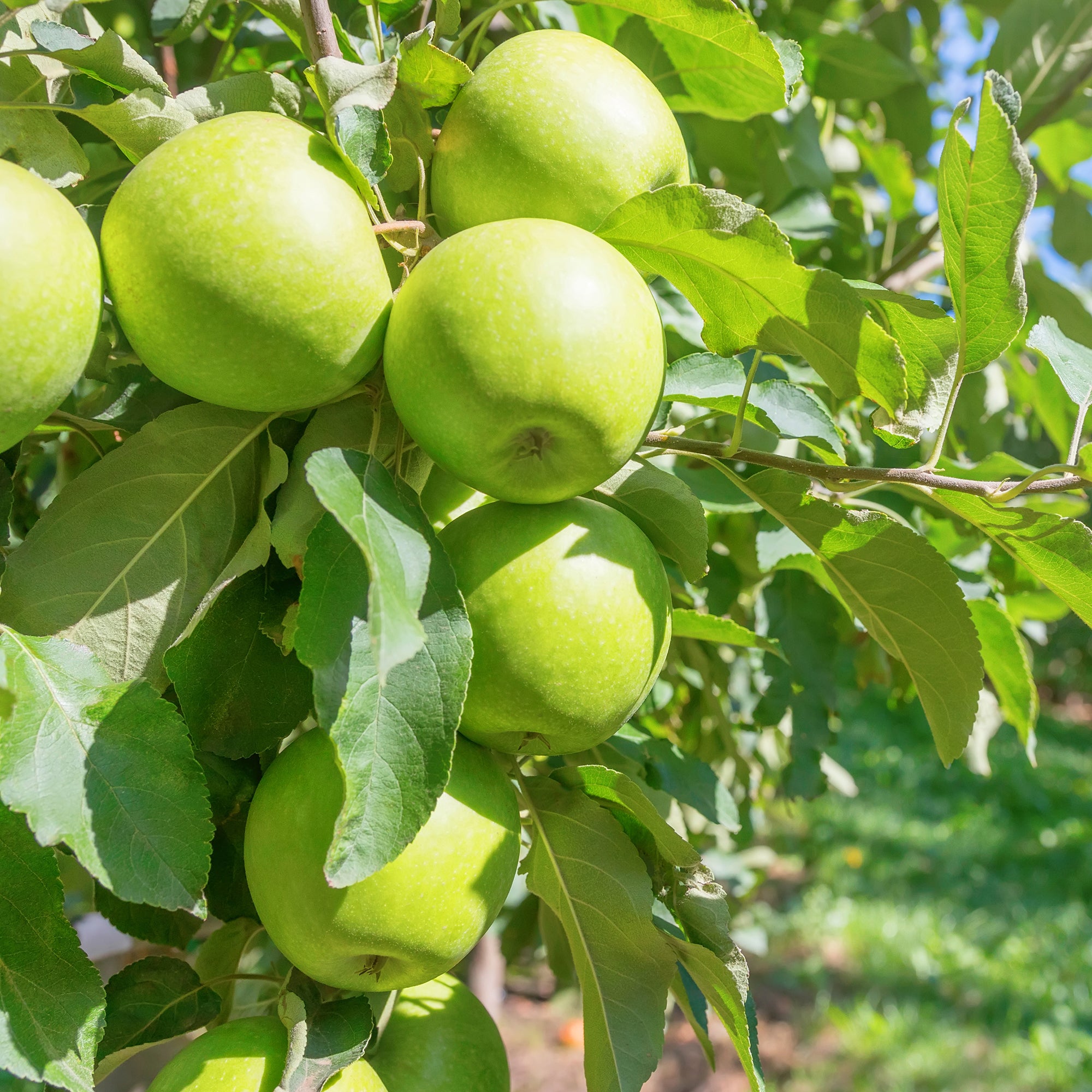Bakker Pommier Granny Smith fruitier pot 5L 70-90cm