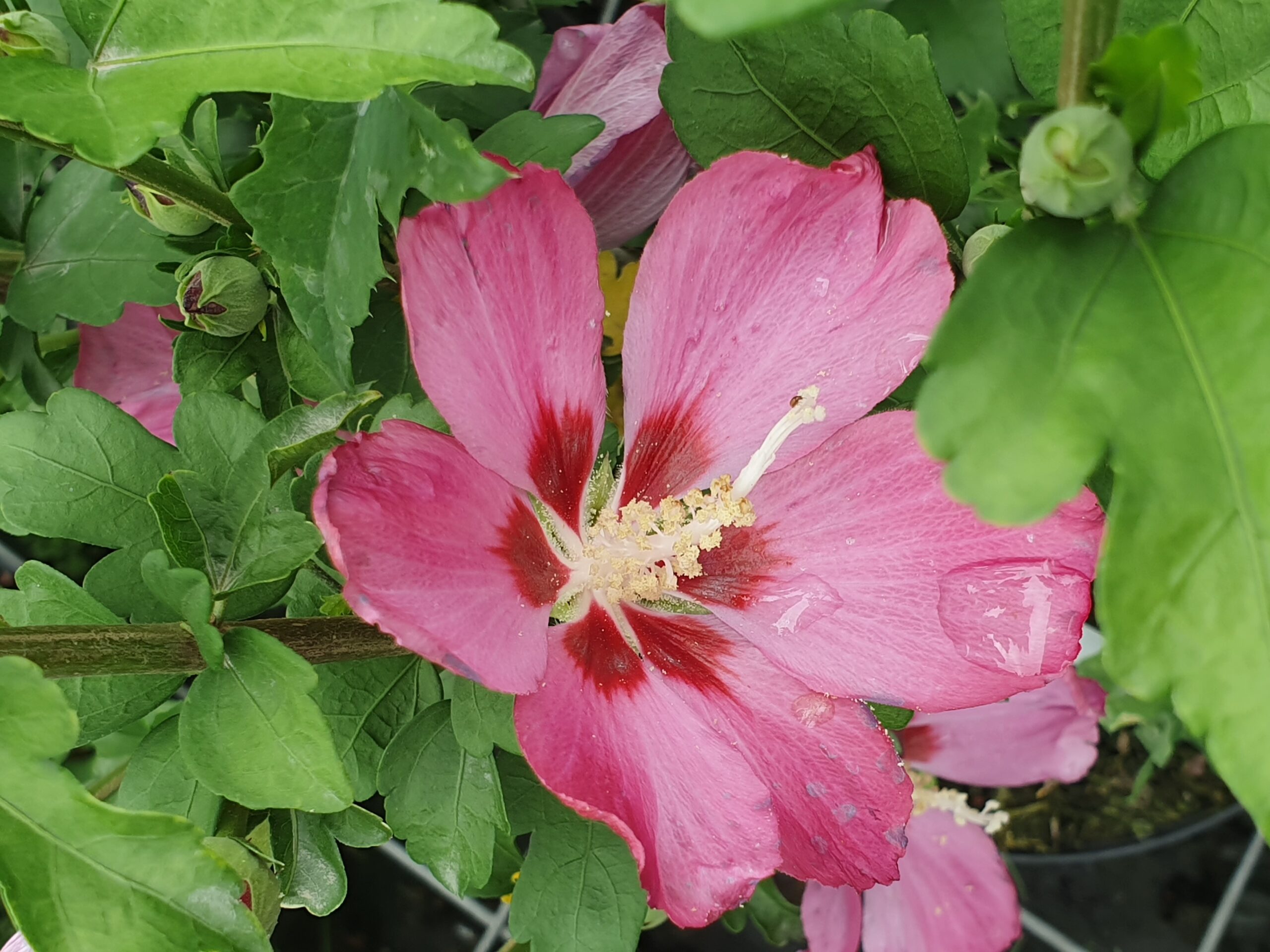 Pépinières Ripoche Hibiscus Sup Bridge arbuste fleur rose vif