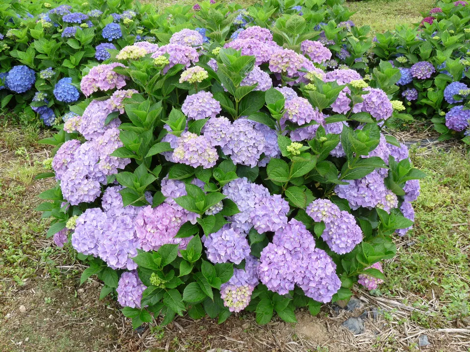Les Hortensias du Haut Bois Rosa zwerg hortensia boule nain