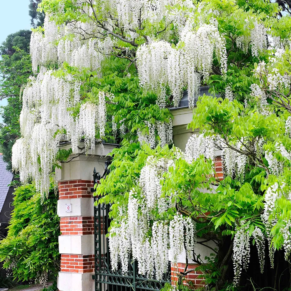 Bakker Glycine blanche grimpante parfumée 2L 40-50cm