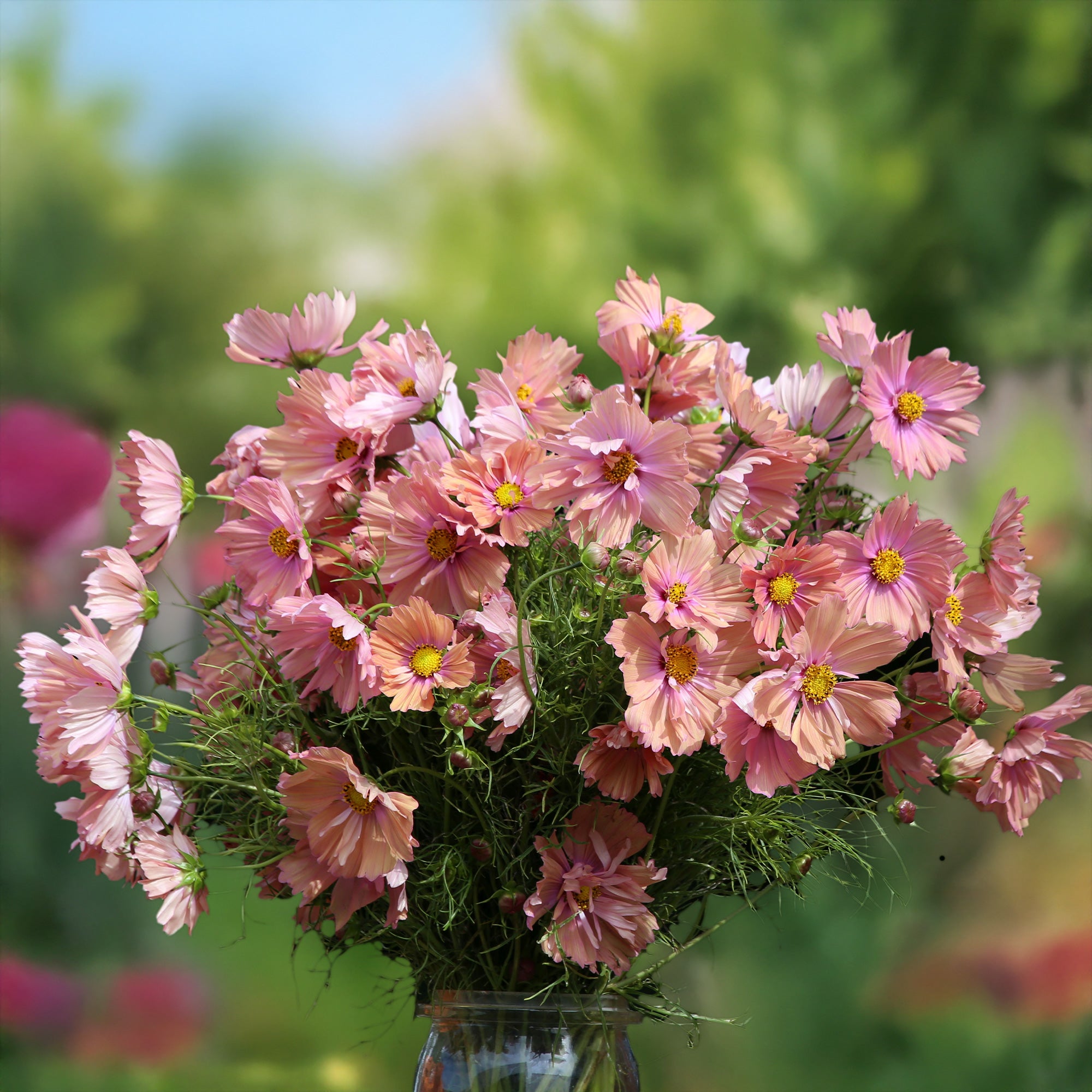 Bakker Cosmos Apricotta graines sachet 50 abricot soleil