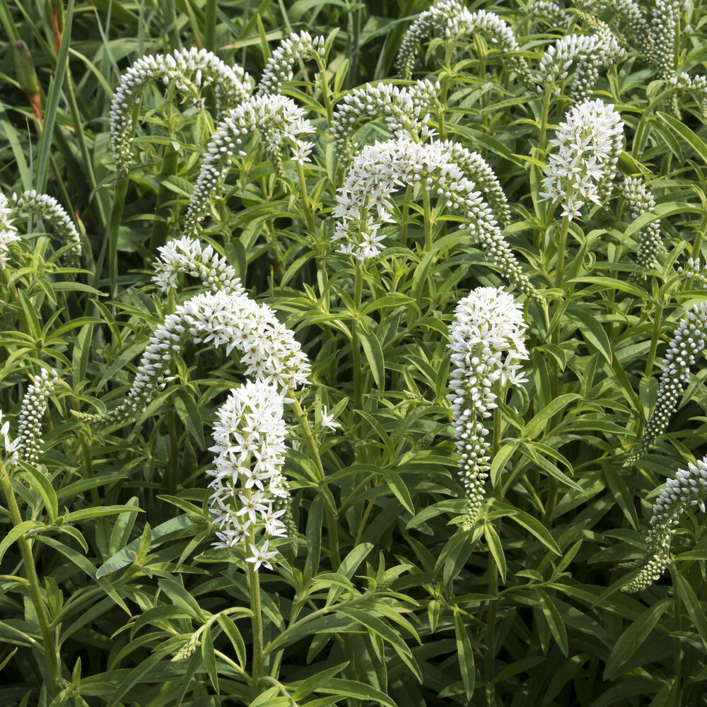 Bakker Lysimaque de Chine vivace pot Ø9cm fleurs blanches