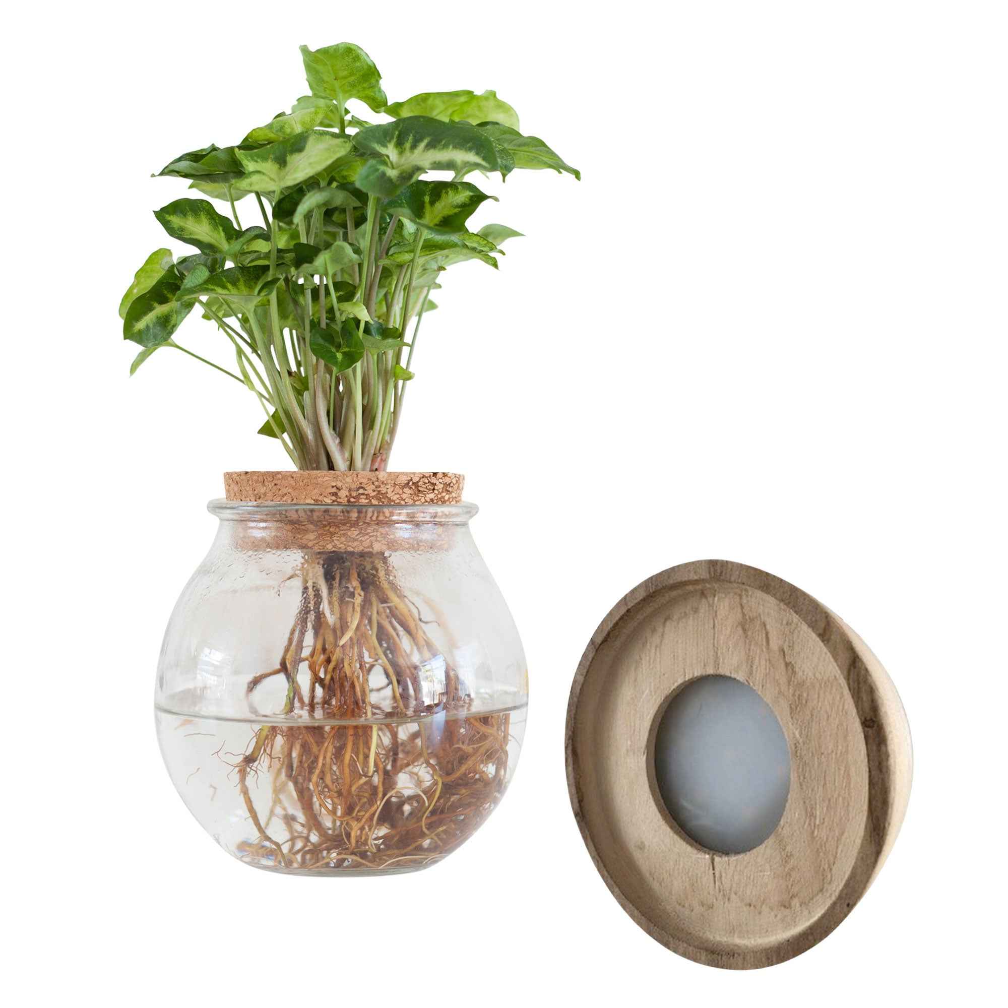 Bakker Plantes d'intérieur Syngonium ampoule vase LED kit