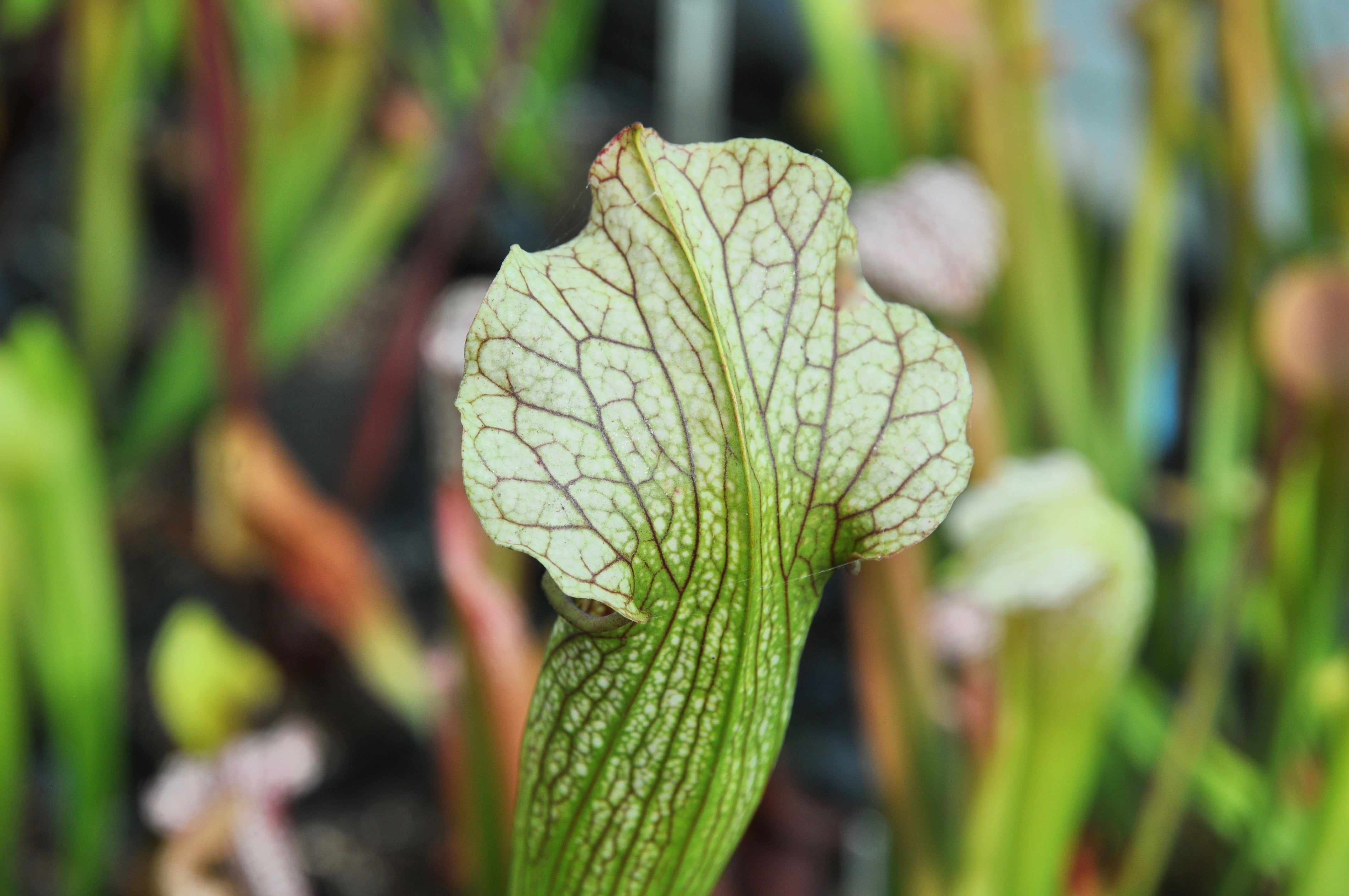 Carniflore Sarracenia x areolata Uncle Jim plante carnivore