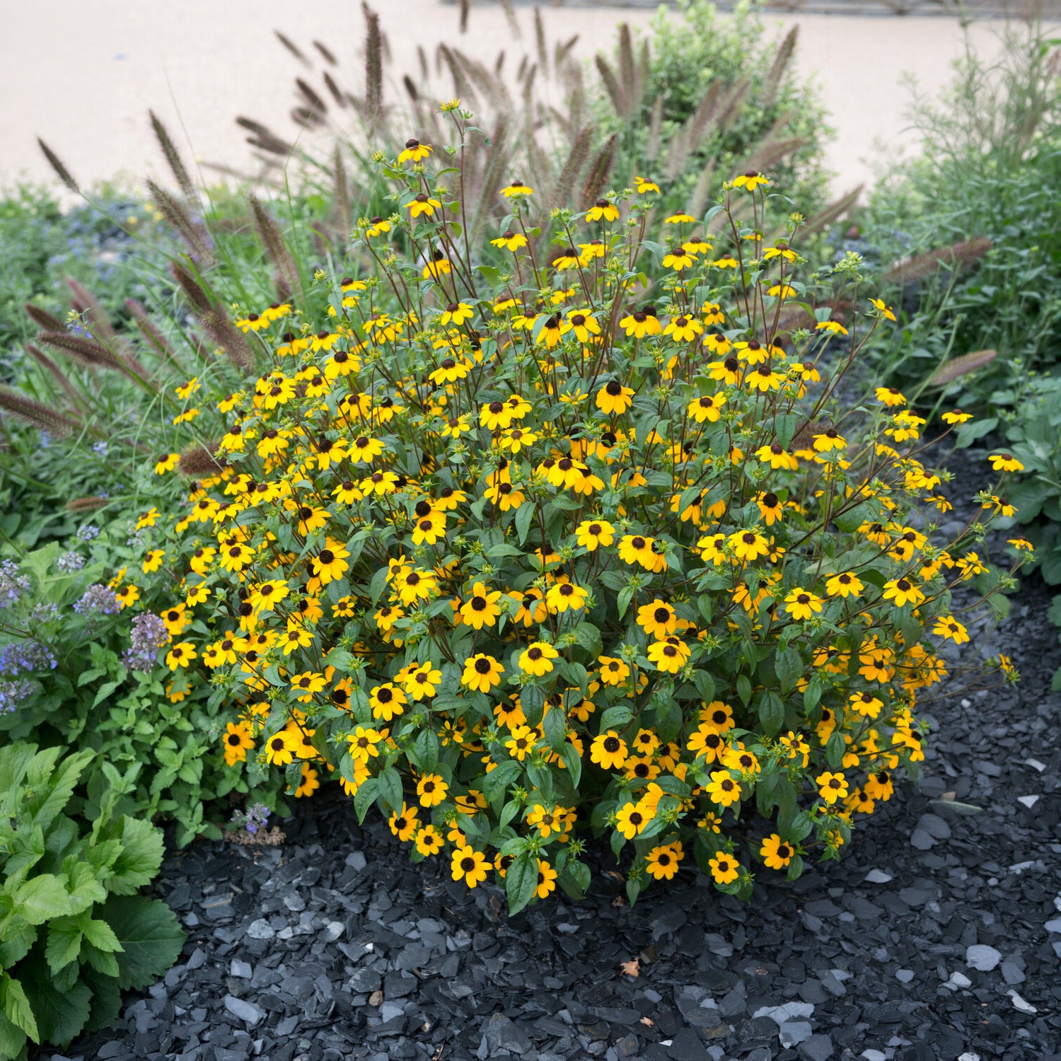 Bakker Rudbeckia trilobée vivace pot 8cm fleurs jaunes